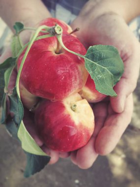 Ellerinde olgun elmalar