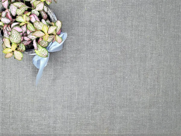 Houseplant fittonia in un vaso da fiori a maglia sulla tela, sfondo con spazio per il testo — Foto Stock