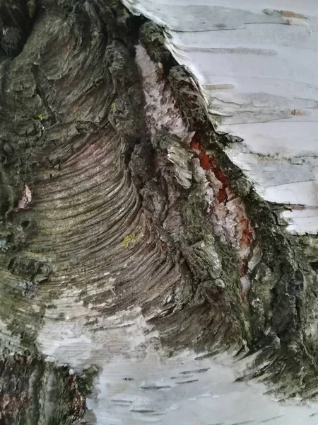 Parktaki yaşlı bir ağacın desenli kabuğu