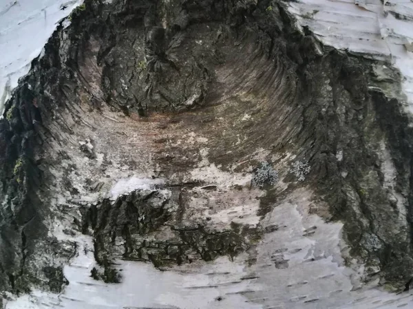 Parktaki yaşlı bir ağacın desenli kabuğu