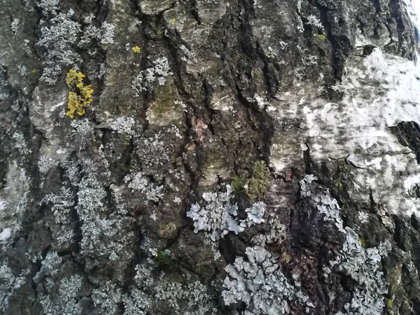Texturierte Rinde eines alten Baumes im Park — Stockfoto