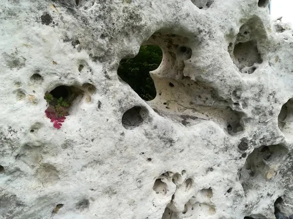 Superfície granular de rocha calcária. Textura de caranguejo calcário . — Fotografia de Stock