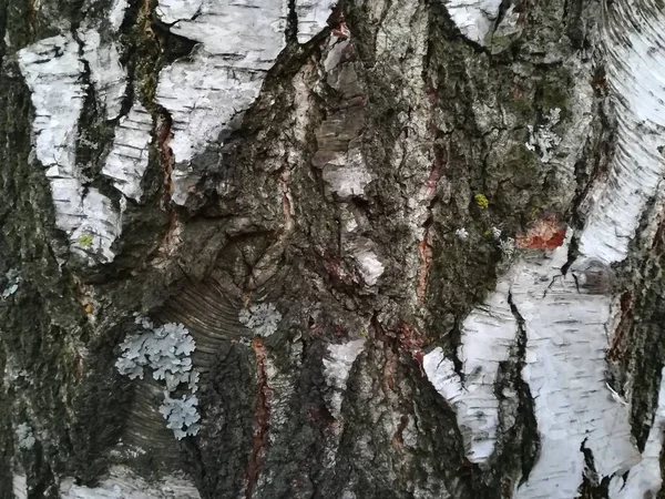 Textured bark of an old tree in the park — Stock Photo, Image