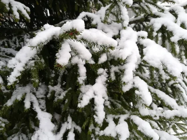 Primer plano del abeto cubierto de nieve. Rama de abeto fuertemente cubierta de nieve fresca. Árbol de Navidad en nieve . — Foto de Stock