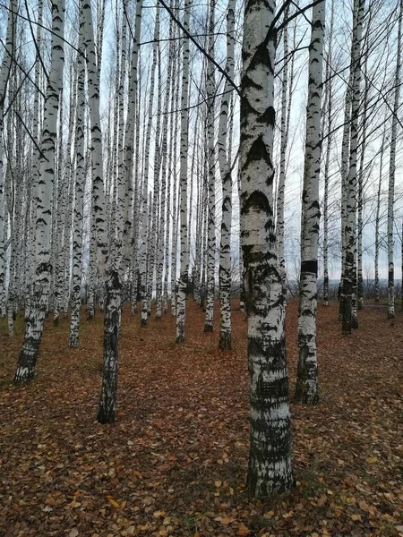 Ekim 'de Birch Grove' da. Yapraksız ağaçlar. Sonbahar manzarası.