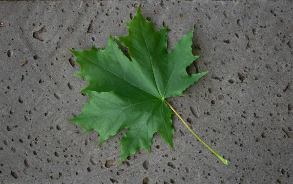 Folha de bordo verde em uma superfície de concreto — Fotografia de Stock