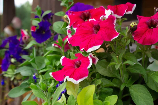 Çiçek açan Petunia Hybrida ön görüntüsü. Asılan bitkiler için çiçekler. Bahçıvanlık. Çiçekçilik.