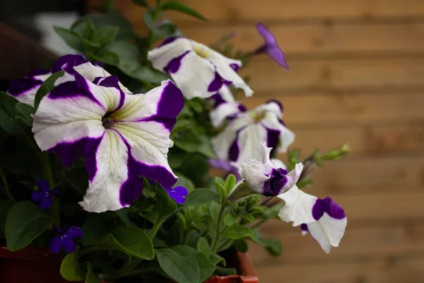 Çiçek açan Petunia Hybrida ön görüntüsü. Asılan bitkiler için çiçekler. Bahçıvanlık. Çiçekçilik.