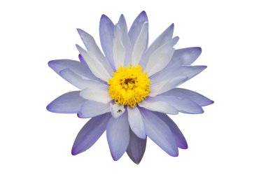 Açık mor nilüfer çiçeği beyaz arkaplanda izole