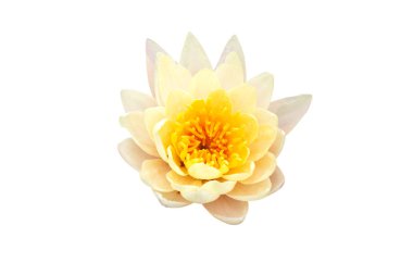 Beyaz çiçek açan Tidatan lotusu kırpma yolu ile beyaz zemin üzerinde izole