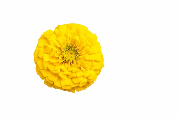 Yellow Zinnia Flower Isolated White Background Clipping Path Selection — Stock Photo, Image