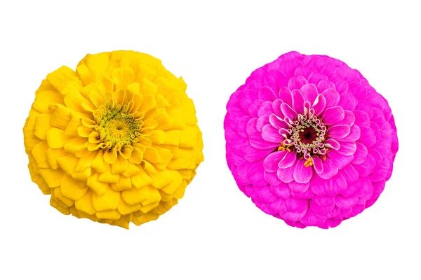 Sarı ve pembe zinnia çiçekleri kesme yolu seçimi ile beyaz arkaplanda izole edilmiş