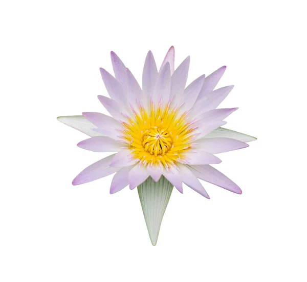 Jasnofioletowy Kwitnący Lotos Hilary Izolowany Białym Tle Fioletowe Płatki Żółte — Zdjęcie stockowe