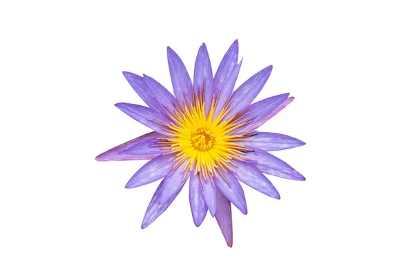 Fioletowy Kwitnący Lotos Islamorada Izolowany Białym Tle Ścieżką Wycinania — Zdjęcie stockowe