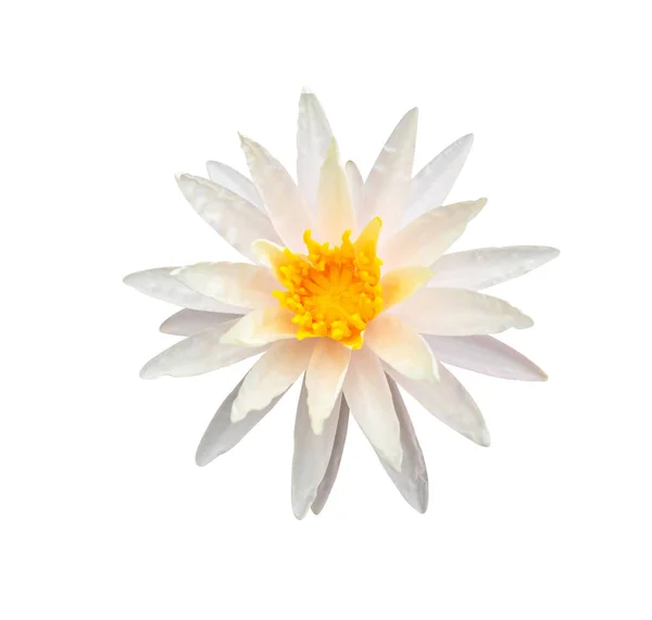 Biały Kwitnący Lotos Starbright Odizolowany Białym Tle Ścieżką Wycinania — Zdjęcie stockowe