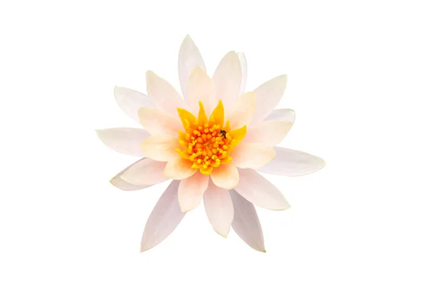 Fehér Virágzó Colorado Lótusz Méh Pollen Elszigetelt Fehér Háttér Nyírás Stock Kép