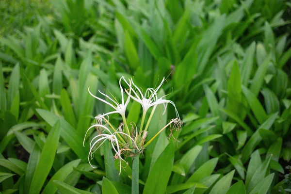 Flor Crinum Branco Campo Verde — Fotografia de Stock