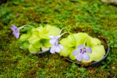 Mor Etçil Kelebek çiçekleri bahçede yetişiyor, Pinguicula çiçekleri