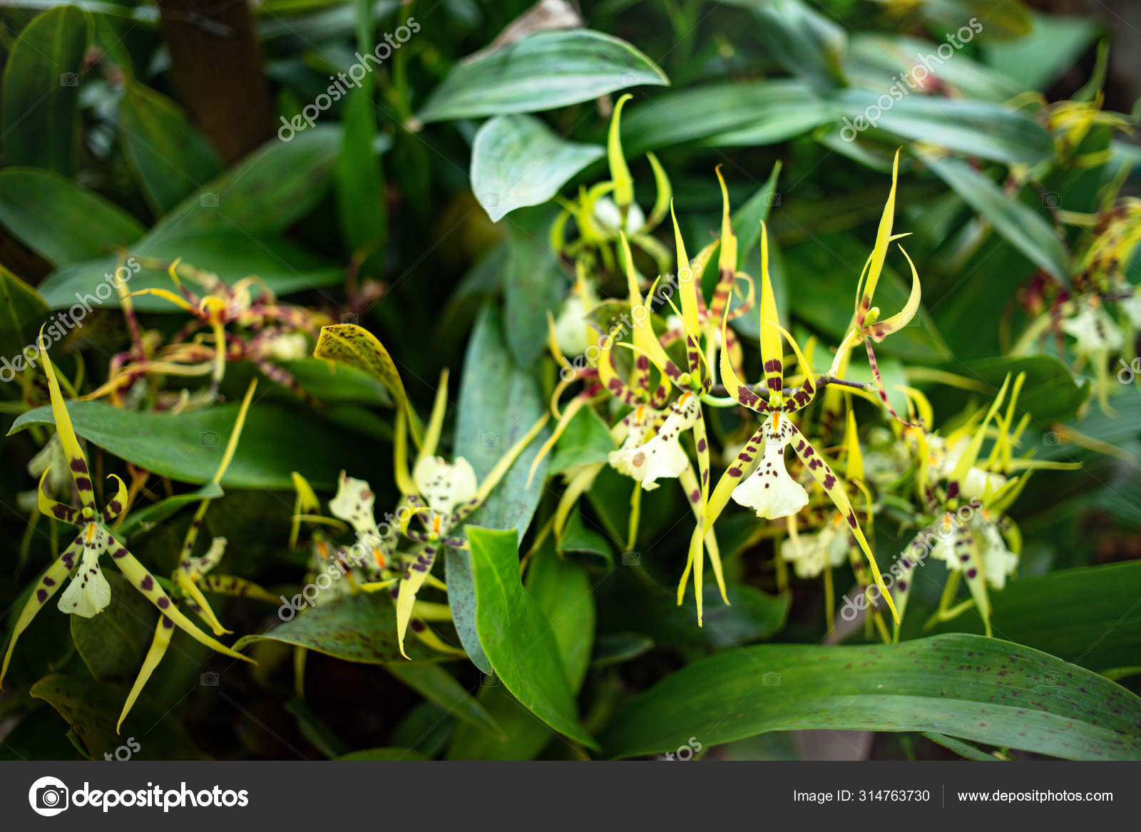 Fotos de Orquídea aranha, Imagens de Orquídea aranha sem royalties |  Depositphotos