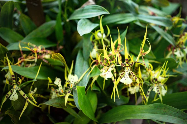 Bahçede Açan Brasya Orkidesi Çiçekleri — Stok fotoğraf