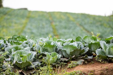 Dik tepedeki lahana tarlası, hasat etmeye hazır lahana tarlası.