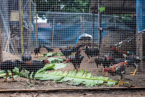 Nombreux Poulets Cage Coq Combatif Volaille Domestique Dans Système Biologique — Photo
