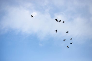 Bir grup kuş sabah gökyüzünde uçuyor.