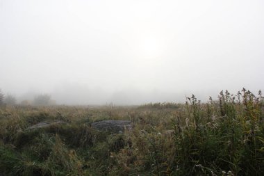 Puslu sonbahar çayırları, uzun otlar ve yoğun sabah sisi altında yükselen güneş.