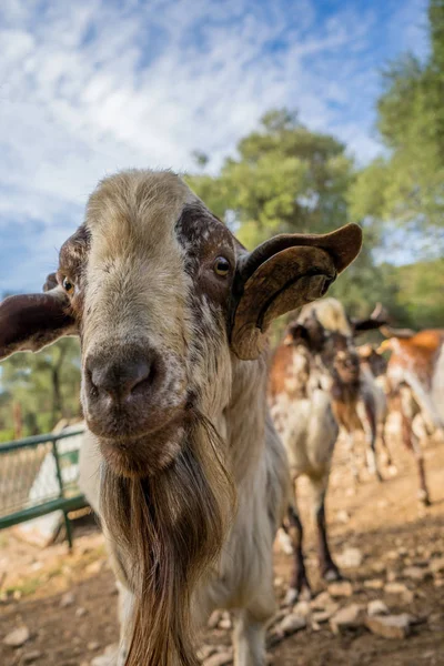 funny goat face on a farm with multiple goats in the background