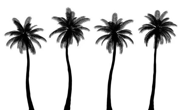 Realistic Palm Tree Silhouettes Trunk Leaves Isolated Each Other Set — Stock Vector