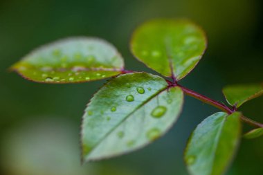 damla yaprak üzerinde