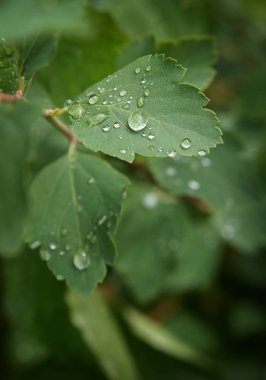damla yaprak üzerinde