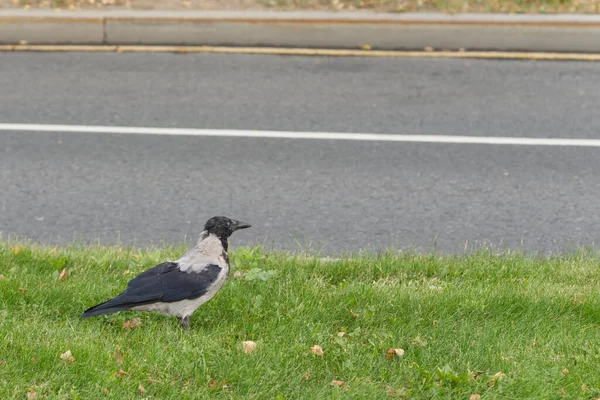 Corvo incappucciato in cerca di cibo sull'erba verde — Foto Stock