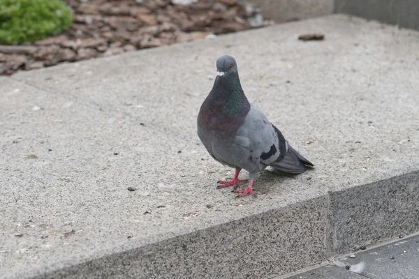Pidgeon solitario en camino de asfalto buscando algo de comida — Foto de Stock