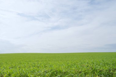 Yeşil tarla ve beyaz bulutlu parlak gökyüzü