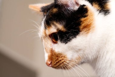 Bulanık arka planda renkli kedi portresi, seçici odak