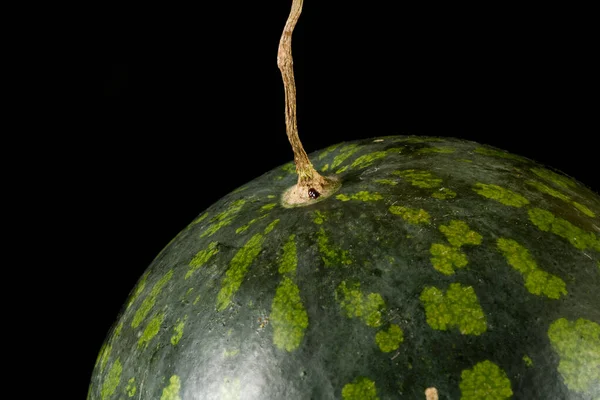西瓜干茎宏截断在黑色背景上 — 图库照片