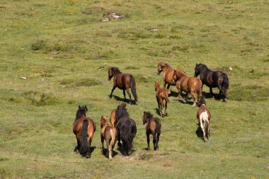 Uzun saçlı kaslı atlar.