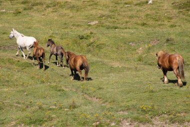 Uzun saçlı kaslı atlar.