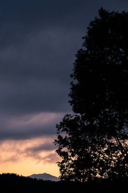 Karanlık bir günbatımında ağaç
