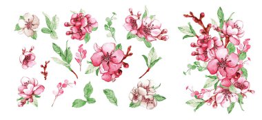 Sakura elma ağacı çiçekleri.