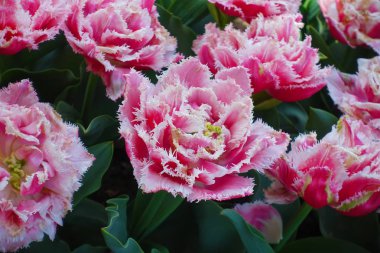 Bulgaristan 'ın Balchik kentindeki Botanik Bahçesinde sivri uçlu pembe beyaz lale çiçekleri.