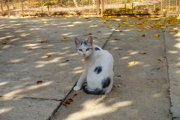Katze Mit Gelben Augen Wie Herbstblätter Auf Dem Land Gorj — Stockfoto