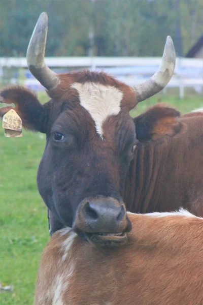 Cow makes faces, turned her head, stuck out her tongue, twisted her mouth