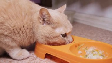 Altın kedi, çok lezzetli.