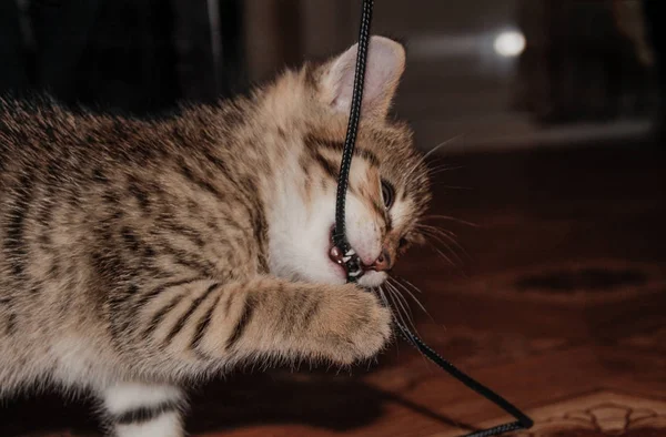 Small Kitten Nibbles Wires — Stock Photo, Image