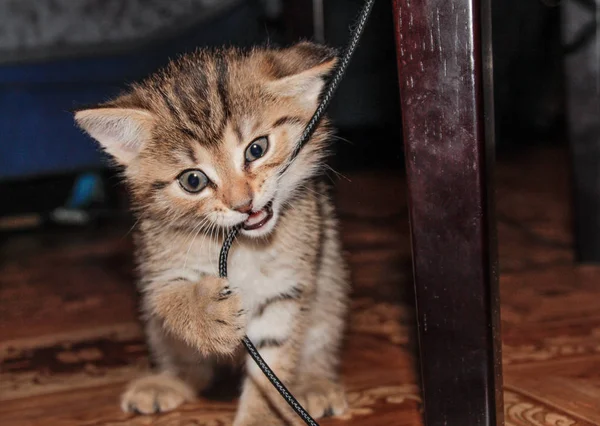 Small Kitten Nibbles Wire — Stock Photo, Image