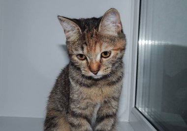 Pencerede oturan üzgün kedi