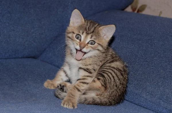 Cheerful Kitten Very Cute Smiles — Stock Photo, Image