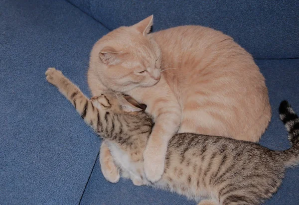 Caring Father Cat Hugs Daughter — Stock Photo, Image